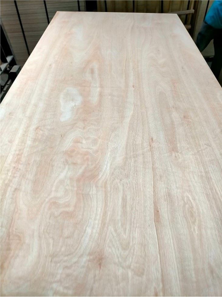 Greece Eucalyptus Face Plywood Commercial Plywood